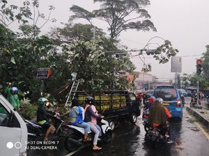 Hujan Angin, Pohon di Bogor dan Sukabumi Tumbang Timpa Mobil-Rumah