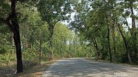 Potret Hutan yang Jadi Tempat Penemuan Mayat Wanita di Grobogan