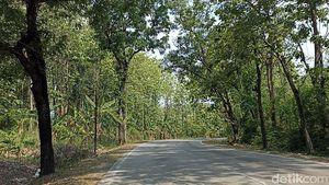 Potret Hutan yang Jadi Tempat Penemuan Mayat Wanita di Grobogan