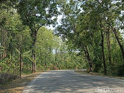 Potret Hutan yang Jadi Tempat Penemuan Mayat Wanita di Grobogan