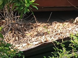 Rumah Pesugihan di Sidoarjo Jadikan Anak Sebagai Tumbal-Dikubur Dalam Rumah