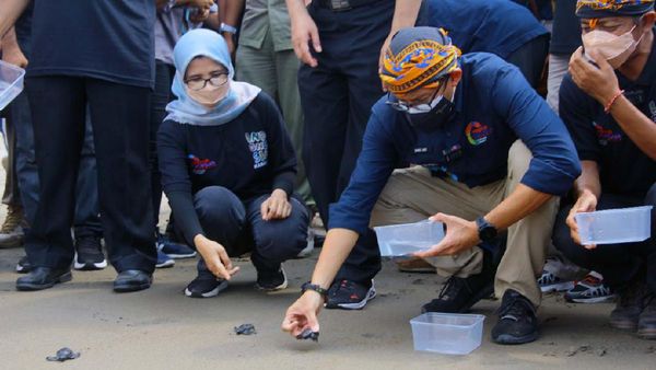 Sandiaga Lepas Tukik di Desa Wisata Pantai Serang