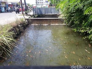 Sulap Selokan Jadi Kolam Ikan, Warga Karanganyar Raup Cuan Sulap Selokan Jadi Kolam Ikan, Warga Karanganyar Raup Cuan