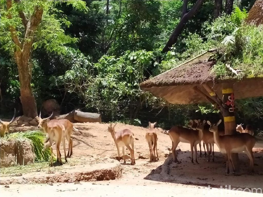 Selama Lebaran, Wisata Malam di Taman Safari Enggak Cuma Akhir Pekan Selama Lebaran, Wisata Malam di Taman Safari Enggak Cuma Akhir Pekan