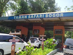 Ragam Acara Imlek 2025 di Taman Safari Bogor, Yuk Cek Jadwalnya!