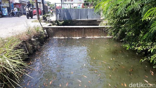 Warga Karanganyar Raup Cuan dari Sulap Selokan Jadi Kolam Ikan