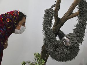 Bukan Hewan Asli, Ini Penghuni Kebun Binatang Unik di Iran