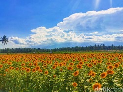 Peluang Agribisnis Bunga Matahari, Jadi Spot Instagramable di Banyuwangi
