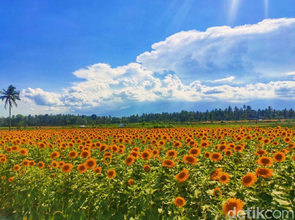 Peluang Agribisnis Bunga Matahari, Jadi Spot Instagramable di Banyuwangi Peluang Agribisnis Bunga Matahari, Jadi Spot Instagramable di Banyuwangi