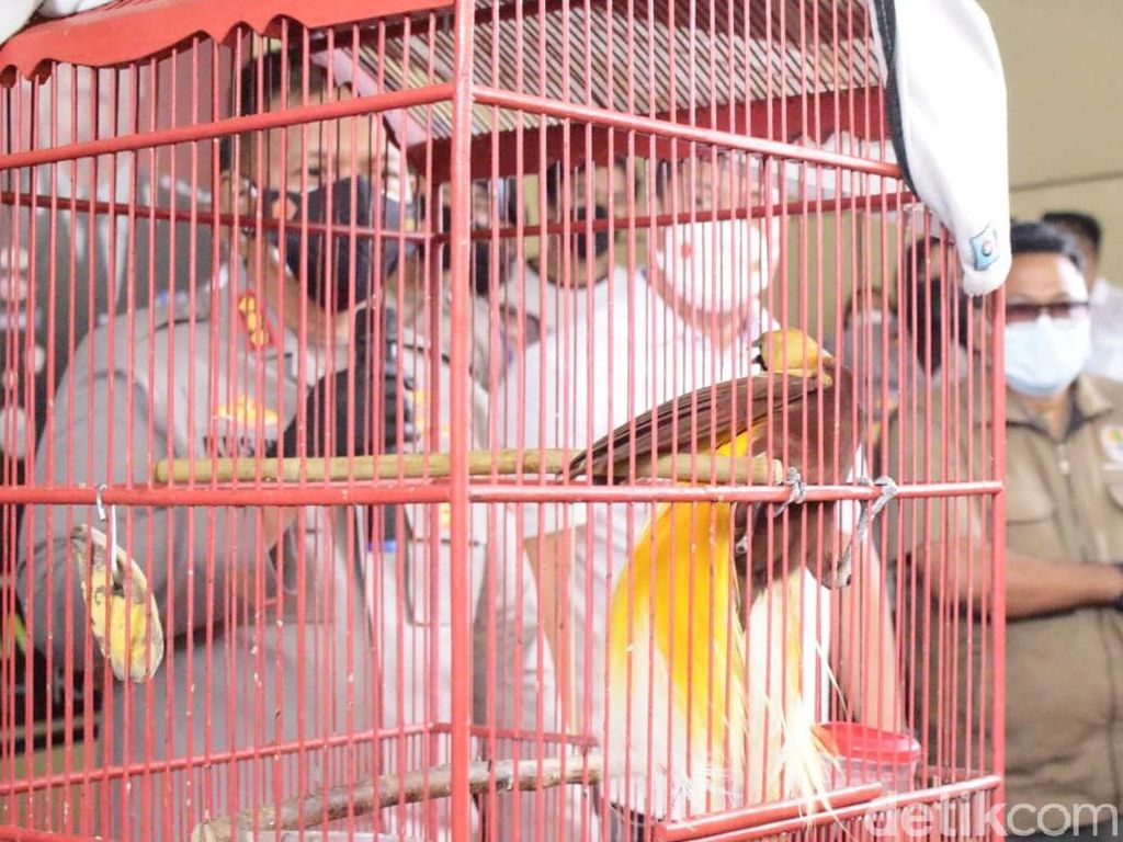 Warga Sidoarjo Ditangkap Karena Dagangkan Burung Cenderawasih Warga Sidoarjo Ditangkap Karena Dagangkan Burung Cenderawasih