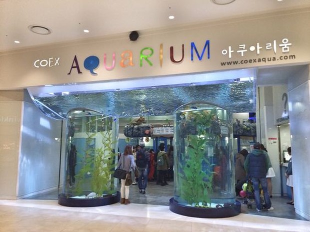 Ingin berkencan sambil melihat ikan-ikan cantik? COEX Aquarium pilihannya! Siapa sangka bahwa aquarium ini juga sering dijadikan lokasi berkencan oleh pasangan Korea Selatan.