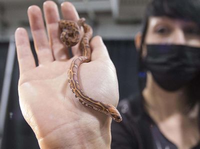 Melihat Pameran Reptil di Kanada