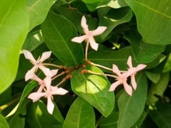 Mitos Desa Bikin Baper Jomblo di Jombang Tak Seromantis Namanya