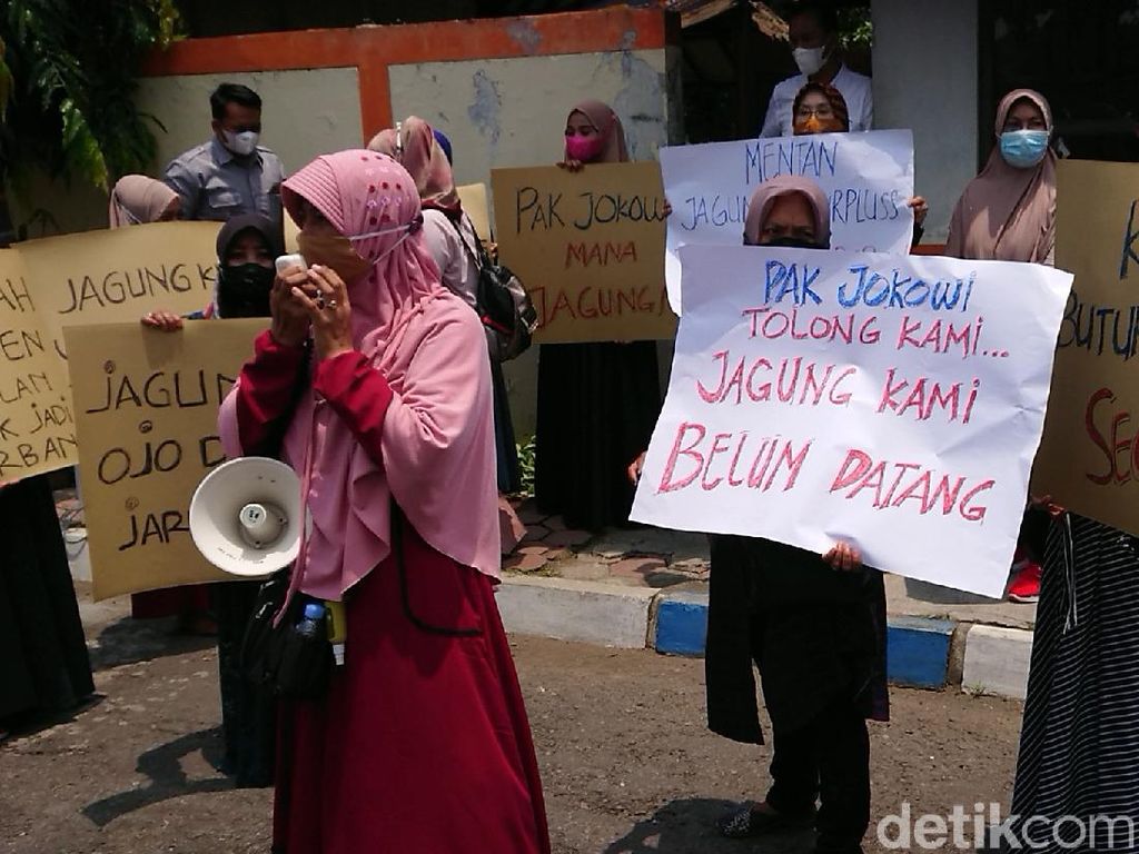 Peternak Ayam Petelur Blitar-Tulungagung Demo Tagih Janji Penyediaan Jagung Peternak Ayam Petelur Blitar-Tulungagung Demo Tagih Janji Penyediaan Jagung