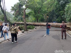 Pohon Setinggi 20 Meter Tumbang, Tutupi Jalan Tamansari Bandung