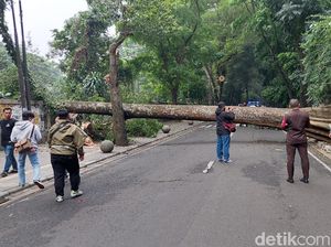 Pohon Setinggi 20 Meter Tumbang, Tutupi Jalan Tamansari Bandung Pohon Setinggi 20 Meter Tumbang, Tutupi Jalan Tamansari Bandung