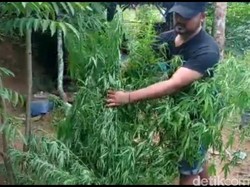 Polisi Ungkap Ladang Ganja di Tasikmalaya, Pemilik Lahan Diamankan