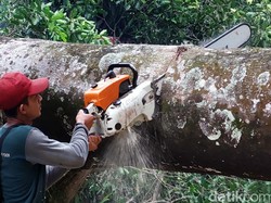 5 Pohon Ini Keluarkan Darah Kalau Dipotong, Kenapa Ya?