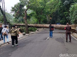 Krakkk! Pohon 20 Meter Tumbang dan Tutupi Jalan Tamansari Bandung