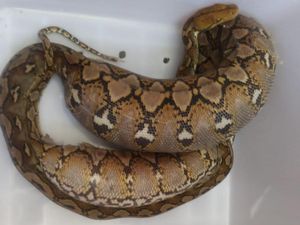 Ular Piton Diduga Makan Kucing Muncul di Permukiman Warga di Makassar