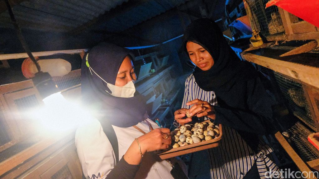 Tren Ternak  Puyuh di Masa Pandemi Perajin Kandang Banjir 