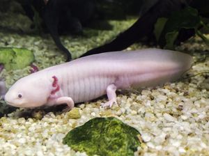 Duh! Lebih dari 2.000 Spesies Amfibi Terancam Punah