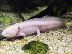 Duh! Lebih dari 2.000 Spesies Amfibi Terancam Punah