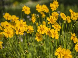 7 Jenis Bunga untuk Halaman Rumah yang Cantik dan Tahan Banting