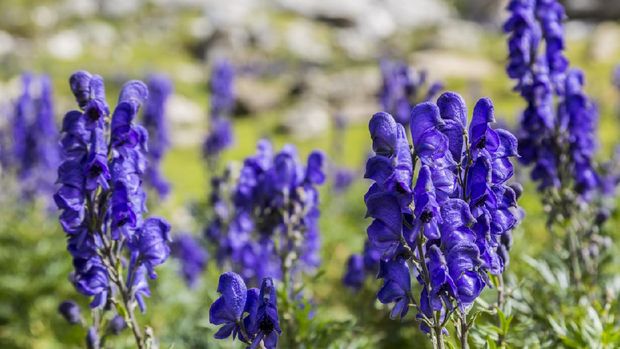 Close-up image of violet high altitude wildflowers (Aconitum napellus) against a rocky background in the Cirque de Troumouse, Pyrenees National Park, France