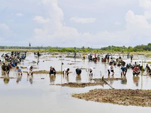 Jokowi Tanam Mangrove Bersama Para Dubes di Tana Tidung, Begini Gayanya