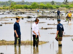 Jokowi Bakal Rehabilitasi 600 Ribu Hektare Hutan Mangrove di Kaltara