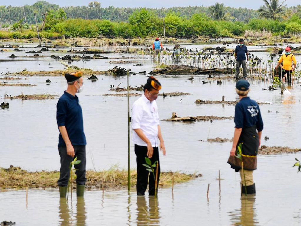 Jokowi Bakal Rehabilitasi 600 Ribu Hektare Hutan Mangrove di Kaltara Jokowi Bakal Rehabilitasi 600 Ribu Hektare Hutan Mangrove di Kaltara