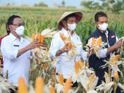 Panen Jagung di NTT, Mentan: Produksi Harus Terus Digenjot
