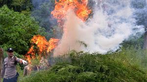 3,5 Hektare Ladang Ganja di Aceh Besar Dimusnahkan
