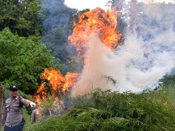 Jelang Putusan soal Ganja Medis, Begini Peta Sidang di MK