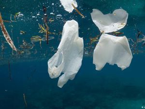 Temuan Plastik Mikro dari Kemasan Air Galon Sekali Pakai hingga Sumber Mata Air