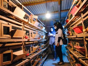 Peluang Bisnis Kandang Burung Puyuh, Omzet Bisa Puluhan Juta Peluang Bisnis Kandang Burung Puyuh, Omzet Bisa Puluhan Juta