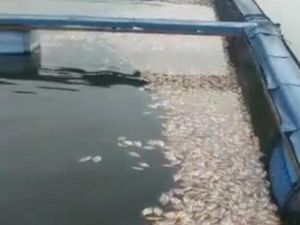 Analisis BKIPM soal Ikan Mati Massal di Waduk Saguling-Cirata
