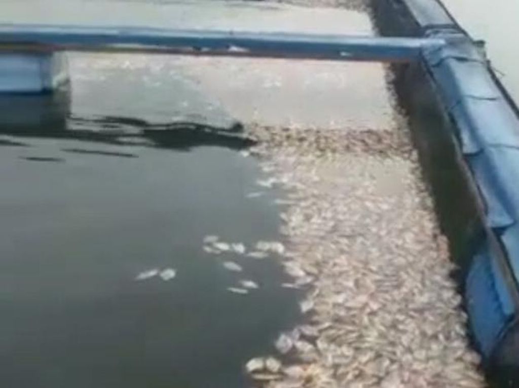 Analisis BKIPM soal Ikan Mati Massal di Waduk Saguling-Cirata Analisis BKIPM soal Ikan Mati Massal di Waduk Saguling-Cirata