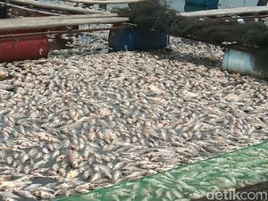Ikan Mati Massal di Waduk Jangari Cianjur