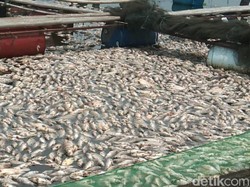 Ikan Mati Massal di Waduk Jangari Cianjur