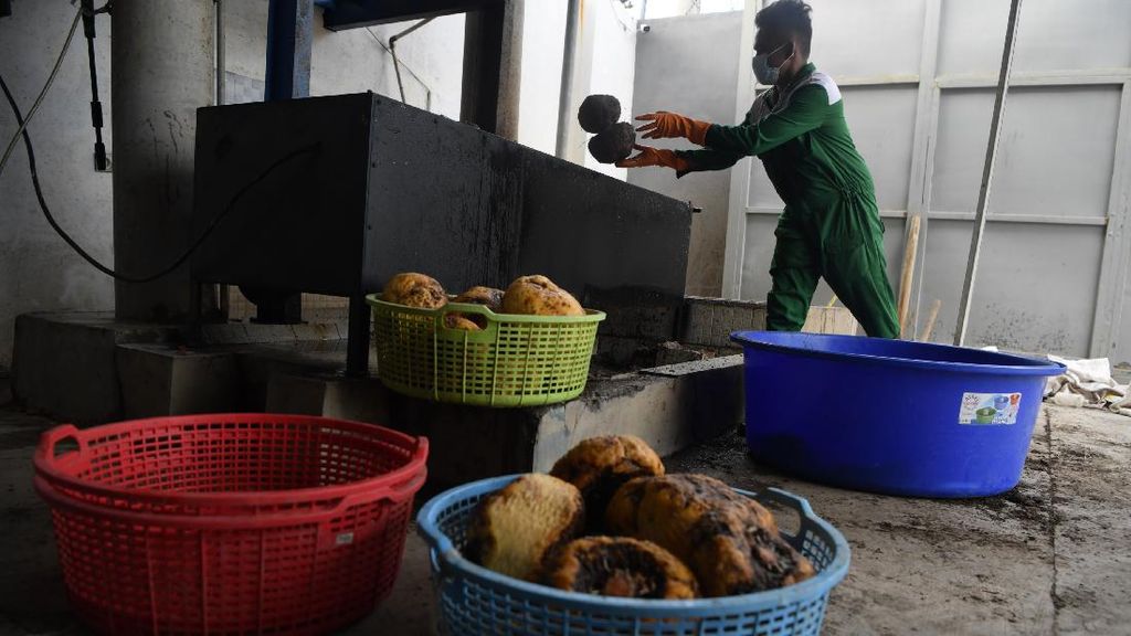 Melihat Proses Pengolahan Umbi Porang yang Jadi Komoditas Ekspor Melihat Proses Pengolahan Umbi Porang yang Jadi Komoditas Ekspor