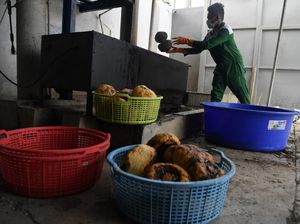 Melihat Proses Pengolahan Umbi Porang yang Jadi Komoditas Ekspor