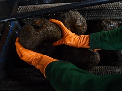 Petani di Sinjai Keluhkan Harga Porang Anjlok, Minta Pemerintah Turun Tangan