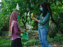 Main ke Agrowisata Tarub Grobogan, Bisa Petik Belimbing dari Pohonnya