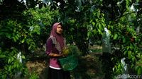 Mau Petik Belimbing Langsung dari Kebunnya, Ke Sini Aja