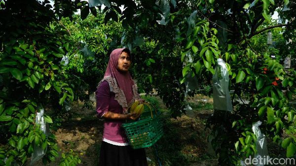 Mau Petik Belimbing Langsung dari Kebunnya, Ke Sini Aja