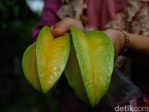 Cicip Manisnya Budi Daya Belimbing, Omzet Rp 30 Juta/Panen