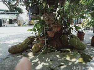 Pohon Cempedak di Klaten Ini Buahnya Puluhan hingga Nempel Tanah Pohon Cempedak di Klaten Ini Buahnya Puluhan hingga Nempel Tanah