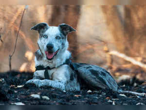 Anjing Juga Punya Hak untuk Hidup, Jangan Sakiti Dia! Anjing Juga Punya Hak untuk Hidup, Jangan Sakiti Dia!